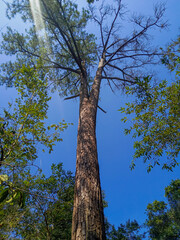 trees and sky