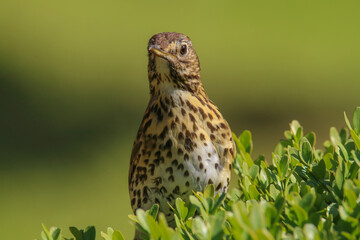 Close up head and shoulders of a Song Thrush (Turdus philomelos) perched on a bush with a green background