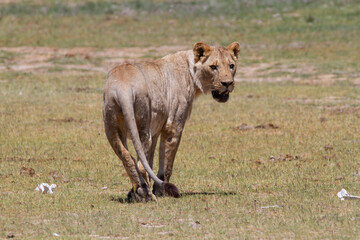 Female lion walking away, but turning the head back.
