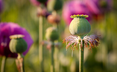 Flowering opium poppy field, purple colored poppy, papaver somniferum