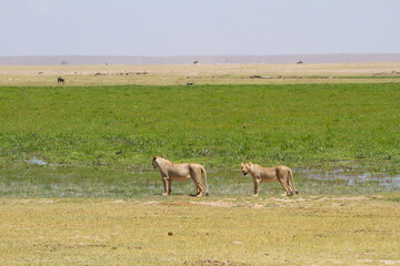 Two female lions looking in the African tundra for prey to hunt.