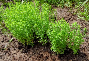 flax sprouts in the vegetable garden close-up