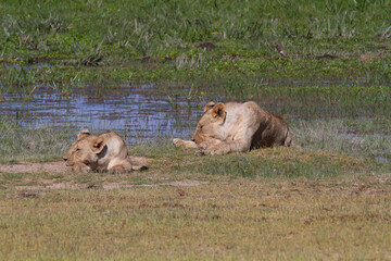 Female lion on the grass in the typical African tundra landscape in Kenya.