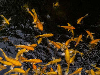 Carp are beautiful, popular in Asia