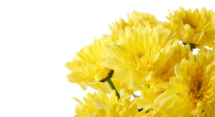 Chrysanthemums are colorful, easy to grow