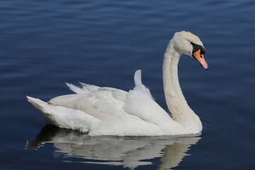 Mute swan (Cygnus olor) swimming in blue water