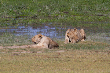 Female lion on the grass in the typical African tundra landscape in Kenya.