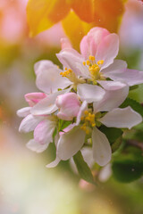 Blossom Apple Tree in April on a transparent spring day in bright sunlight.