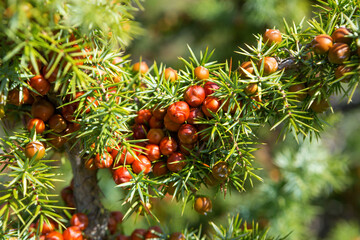   Leaves and mature cones of Juniper (Juniperus oxycedrus)..Close-up of  Juniper branch with...