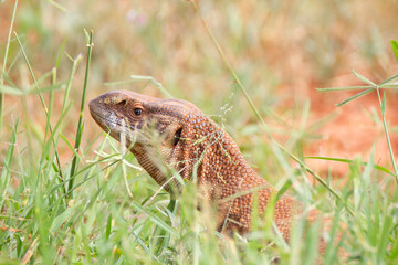 Head of a reptile in the grass in Kenya.