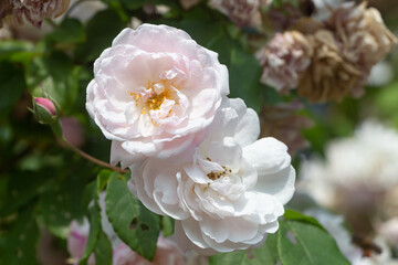White roses in a garden during spring