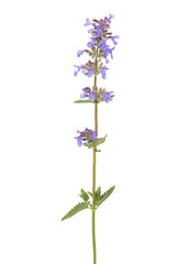 Sprig of Sage (Salvia officinalis) with flowers and leaves isolated on white background.