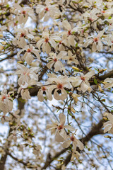White magnolia blooming in spring. Natural background. High quality photo