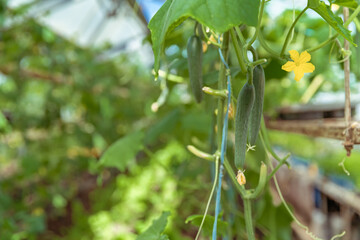 green cucumbers growing in a greenhouse on the farm, healthy vegetables without pesticide, organic product. copy space