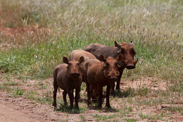 Group of wild pigs in Kenya