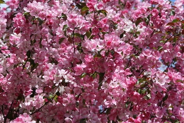 Pink flowers of blossoming apple-tree (grade 
