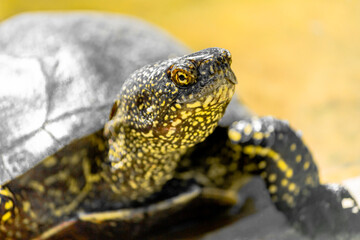 European marsh turtle in a swamp close-up. Reptiles.