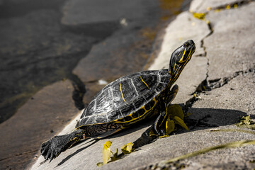 Trachemys or Yellow-bellied Turtle in a swamp close-up. Reptiles.