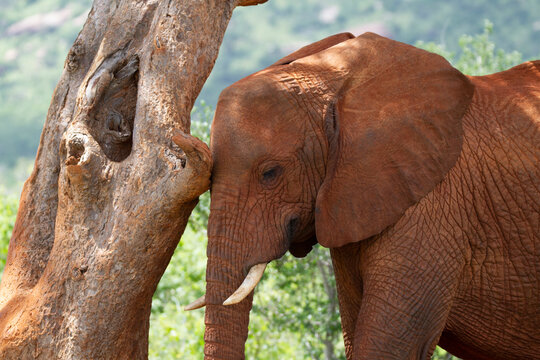 Elephant scatching the skin at a tree in Kenya.