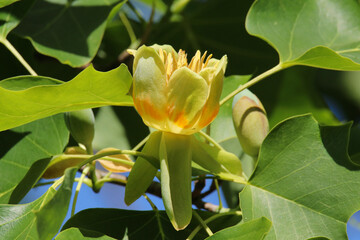 Close up of orange and yellow flower of the Tulip Tree (Liriodendron Tulipifera) in the late spring sunshine