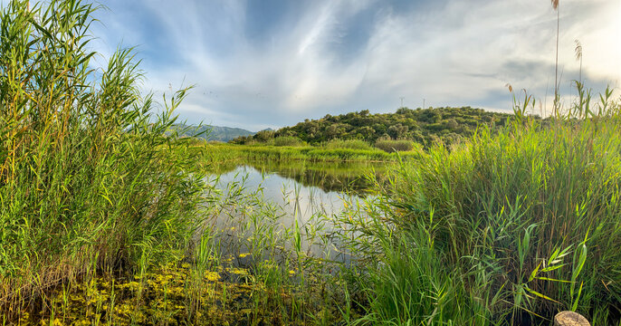 Panoramic view of a river in La Marjal wetland nature park in Pego, Spain