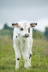 cow in a meadow