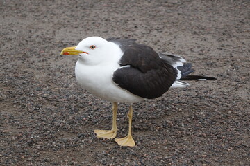 Obraz premium Seagull