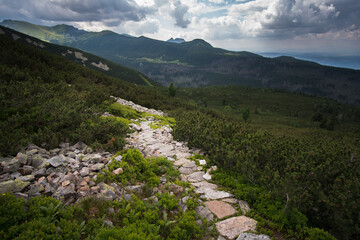 Fototapeta na wymiar Mountain hiking trail lined with large gray stones covered with green moss surrounded by low mountain pine. In the distance visible high mountains and a steep path, curving among the rocks.