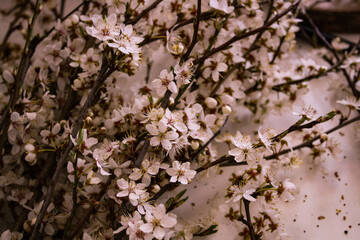 pink cherry blossom sakura