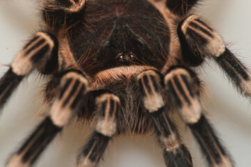 Mexican Fire Leg Tarantula Brachypelma Boehmei 