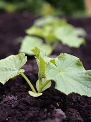 Young cucumber sprouts on a bed on a farm.
