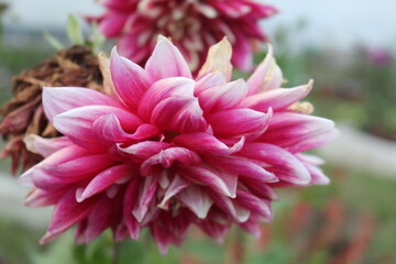 Fototapeta premium pink and white dahlia flower