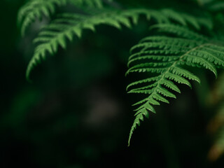 Ferns are commonly grown as ornamental plants in the garden