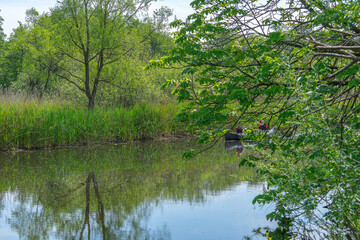lake in the forest