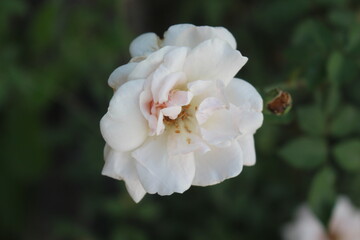 white rose in the garden
