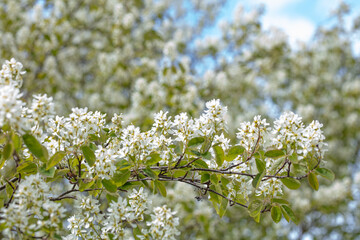 Flowering Karina. Spring, white flowers on a sunny summer day