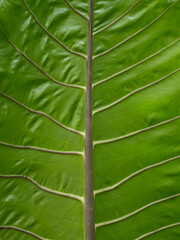 the green leaf pattern for nature