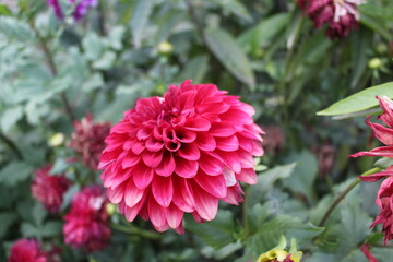 red dahlia flower