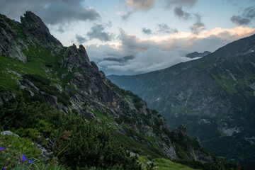 Mountain hiking trail lined with large gray stones covered with green moss surrounded by low...
