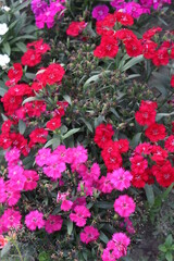 pink flowers in a garden