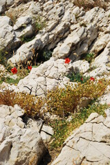 Poppies growing on stones.Flowers on the stones.