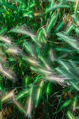 Green and yellow ears of corn in the field.