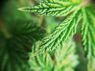 Beautiful green leaf, hops leaf, macro texture. Beautiful leaf texture in nature. Natural background, copy space. Desktop wallpapers, postcard.