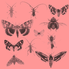 Various butterflies and beetles grey silhouettes composition on pink background with copy space