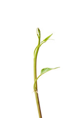 Morning glory has many nutrients that are beneficial to the body.