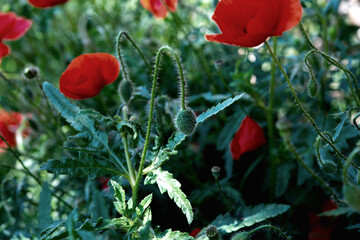 we admire the red poppy bushes on the plain