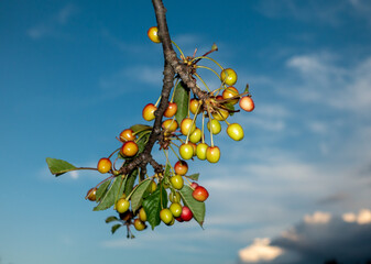 UNREIFE KIRSCHEN . UNRIPE CHERRIES