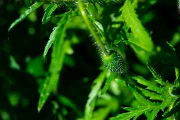 plants with green leaves in a bush
