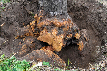 Obraz premium Uprooting old dry fruit tree in garden. Large pit with sawn and chopped tree roots. Farming. Close-up. Selective focus.