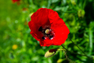 we admire the red poppy bushes on the plain